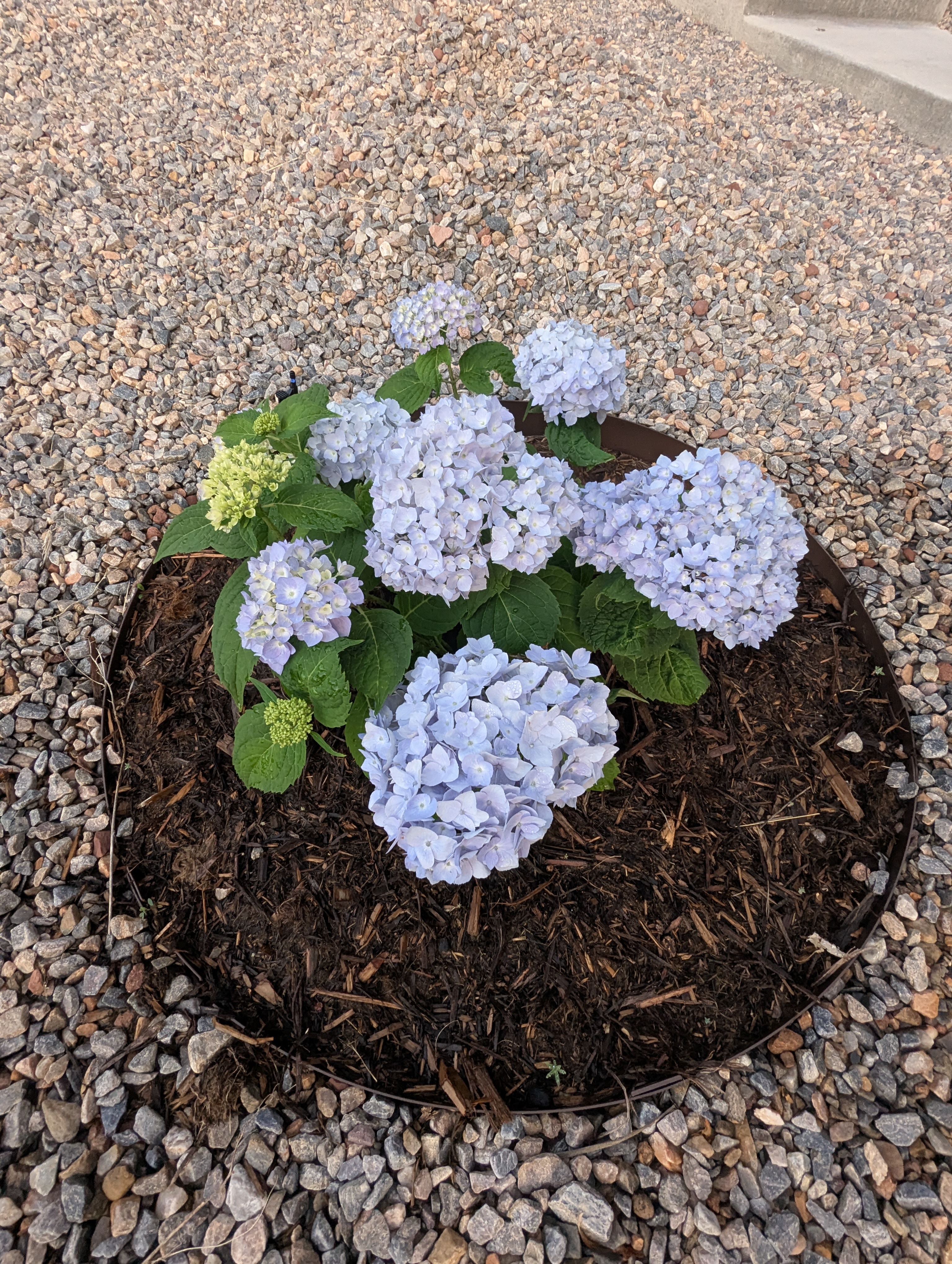 Garden, Morrison, Colorado